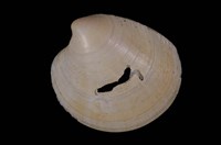 藏品(滿月鏡文蛤)的圖片